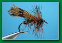 brown_para_sedge