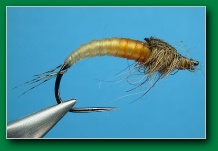 brown_larva