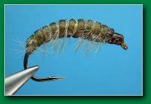 catgut_larva