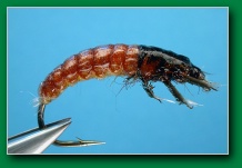 red_woven_larva