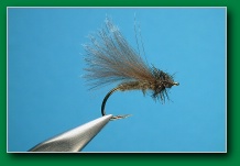 cdc_sedge