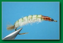 cdc_rhyacophila_larva