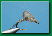 cdc_loop_wing_biot_emerger