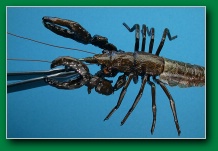 eelskin_crayfish