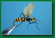 wilsons_wasp