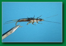 golden_stonefly_nymph_darkk