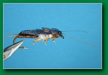 roach_stonefly_nymph