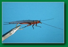 salmonfly_adult_bank