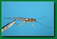 willowfly_adult