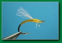 yellow_sally