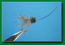 silver_shuck_caddis