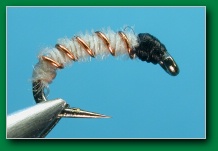 albino_peacock_miracle_midge