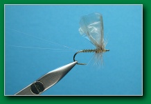 quick_tie_mayfly