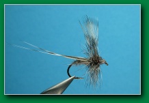 four_hackle_mayfly