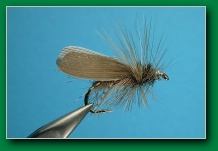 hemingway_caddis