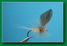 hendrickson_thorax_dun_mayfly