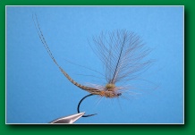 mayfly_king