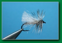 gray_midge