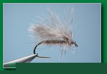 cdc_sedge