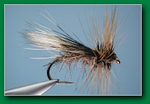 woodchuck_caddis