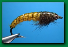 caseless_caddis