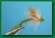 caribou_cdc_olive_emerger