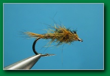 bwo_nymph