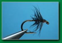 stewarts_black_spider2