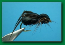 black_cricket