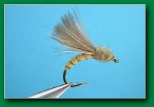 cdc_olive_emerger