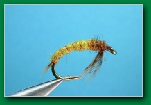 olive_caddis_pupa