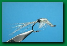 larva_lace_shrimp