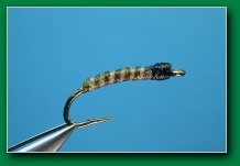 gordons_black_fly_larva