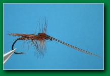 brown_sedge