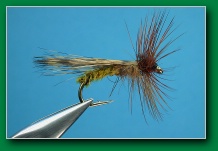 spring_caddis