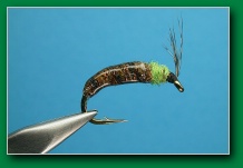 horn_cased_caddis