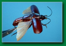 flying_beetle