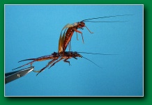 hatching_stonefly