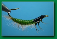 hydropsyche_larva