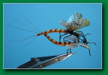 mating_mayflies