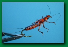 stonefly_nymph