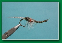 eel_smelling_shrimp_mini_olive_side