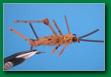 cricket_nymph