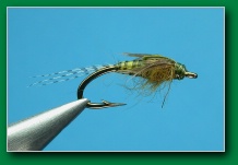 bwo_biot_nymph