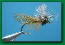 ww_para_caddis