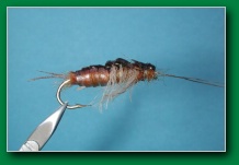 scavenger_stonefly