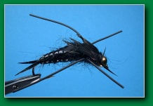 black_stonefly_nymph