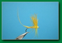 yellow_mayfly