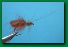 caddis_adult