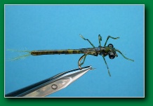 damsel_nymph